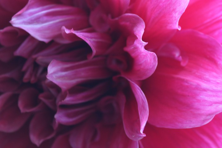 pink world