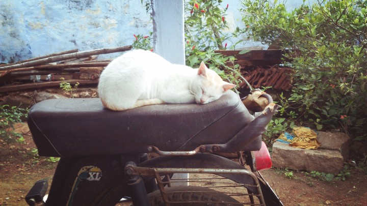 my cat