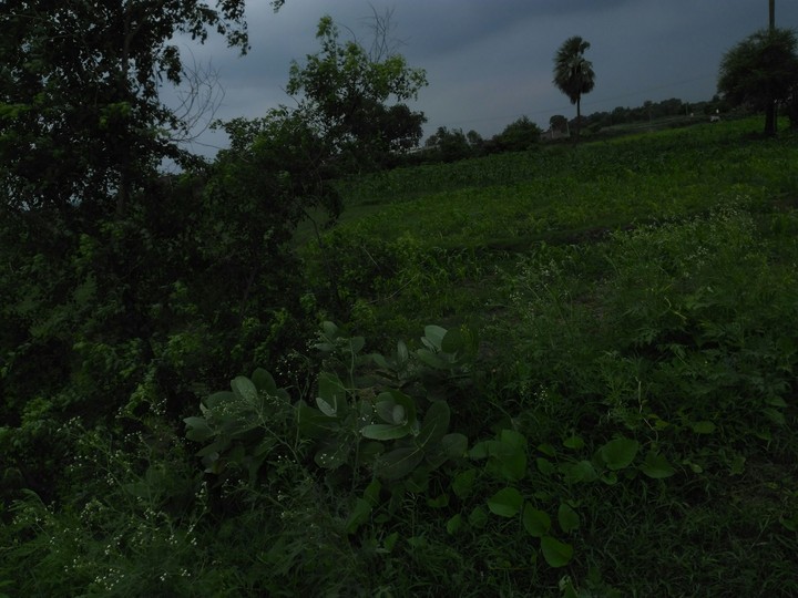 field