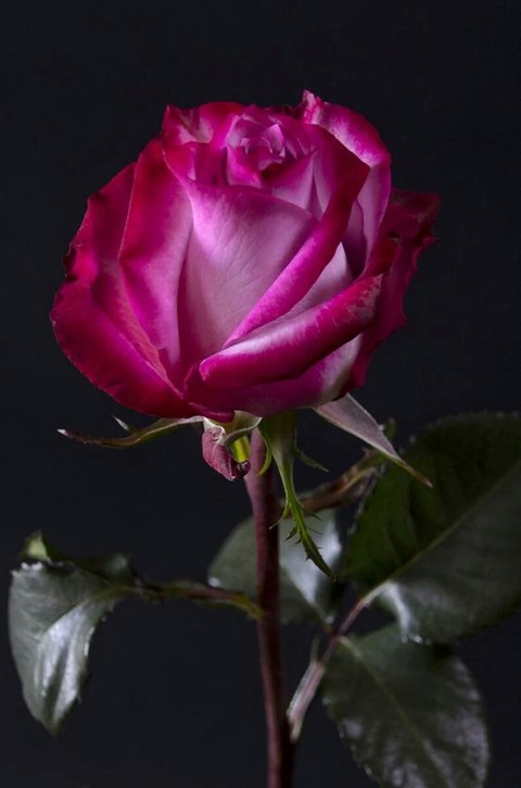 Rosa