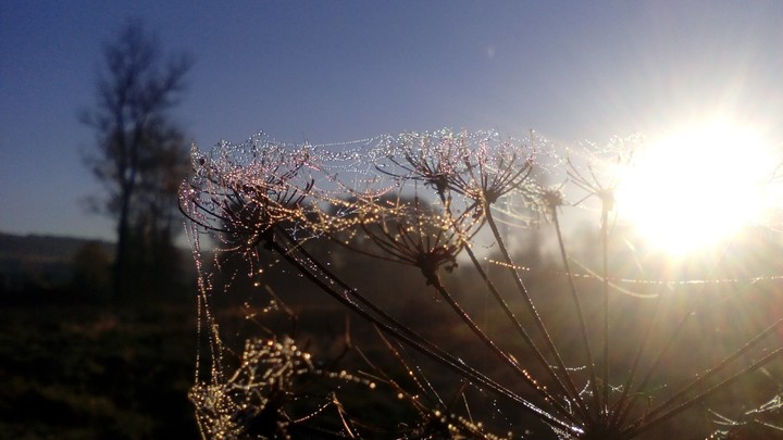 Web