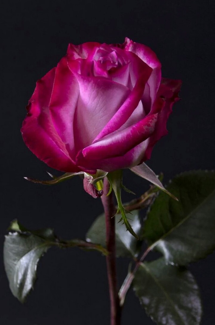 Rosa