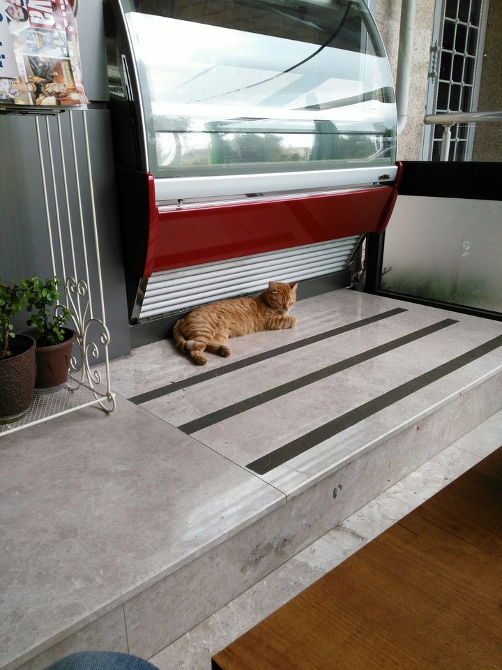 cat