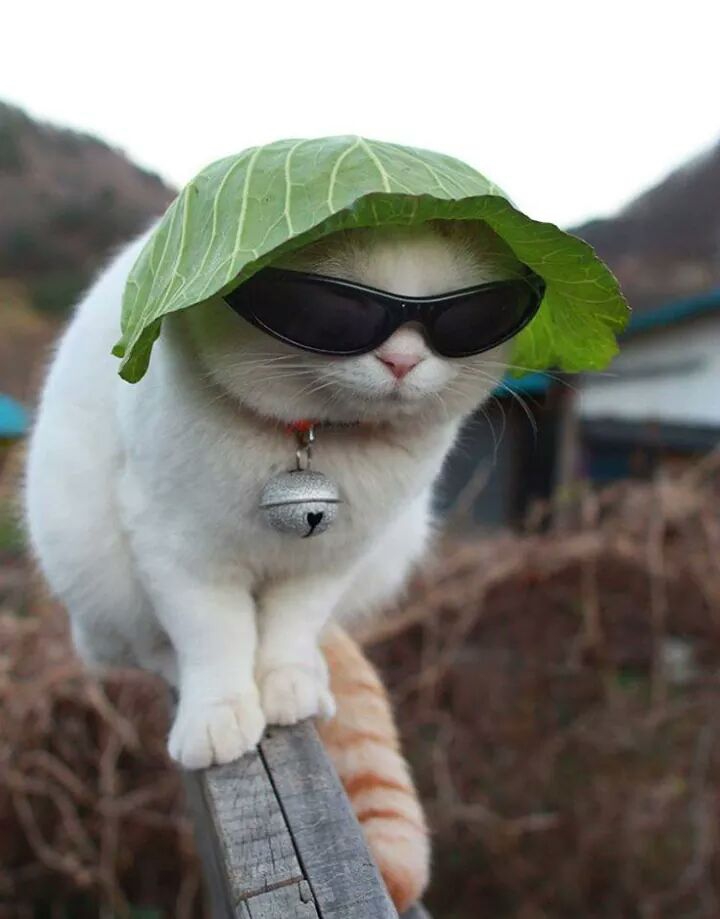 kitty