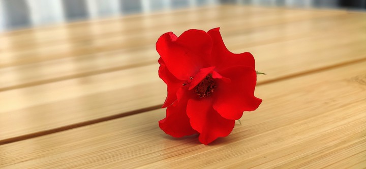 Tea rose