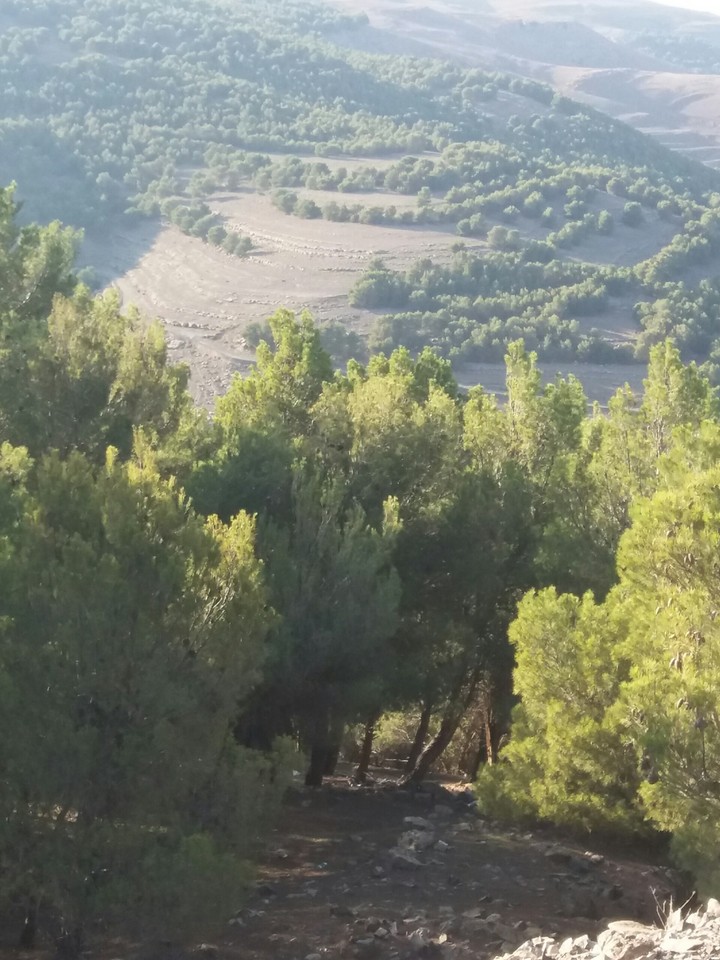 طبيعة