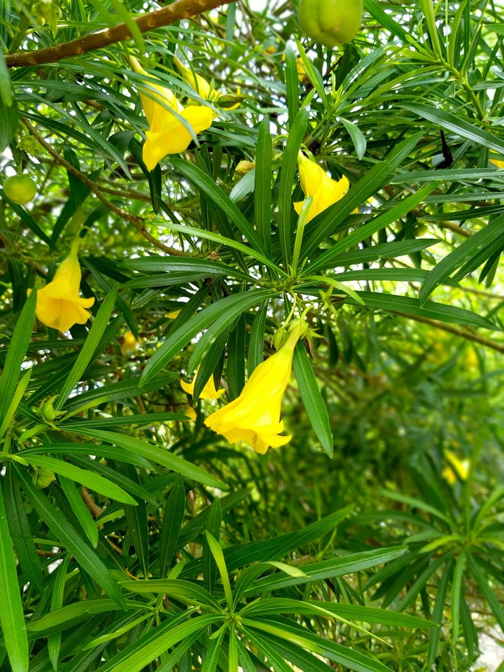 flowers