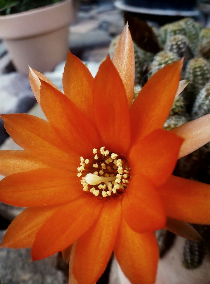 #cactus
