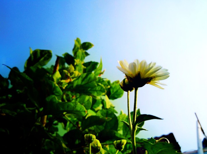 flower