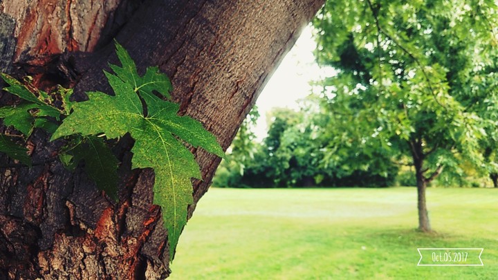 Tree leaf