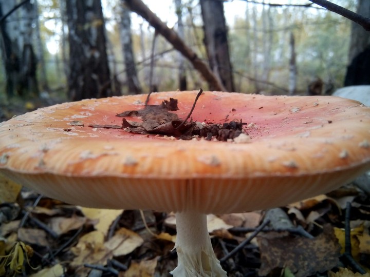 Russian mushroom