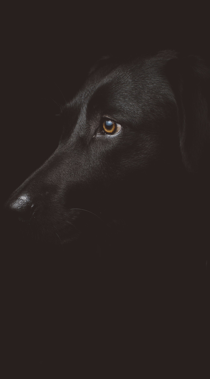 ✨the dark night