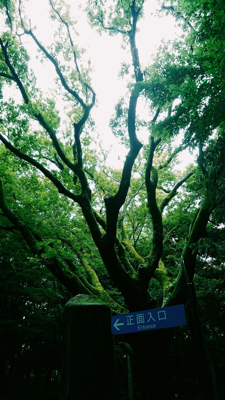 forest