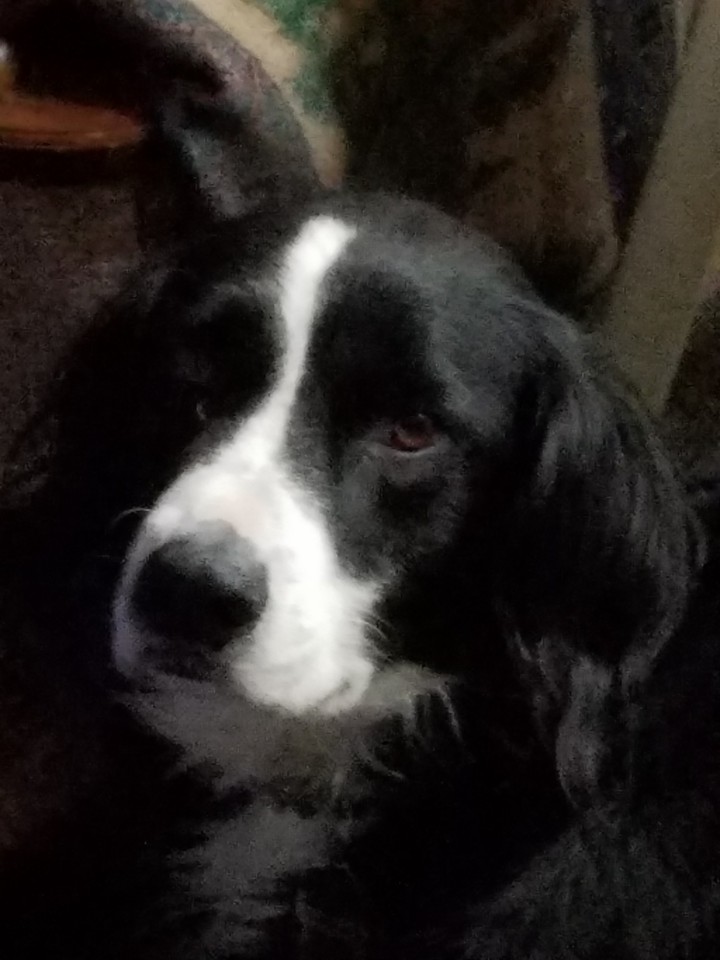 my dog Shadow