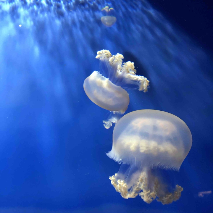 meduse