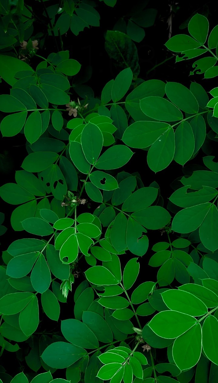 green green green