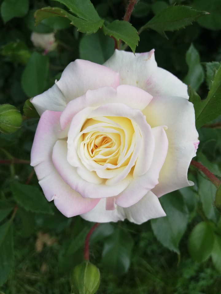 In the botanical garden