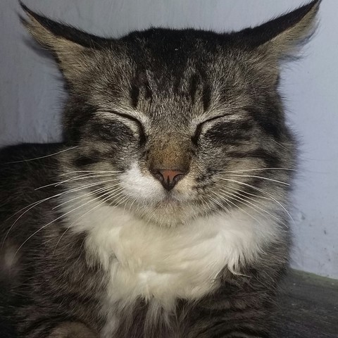 the big cat