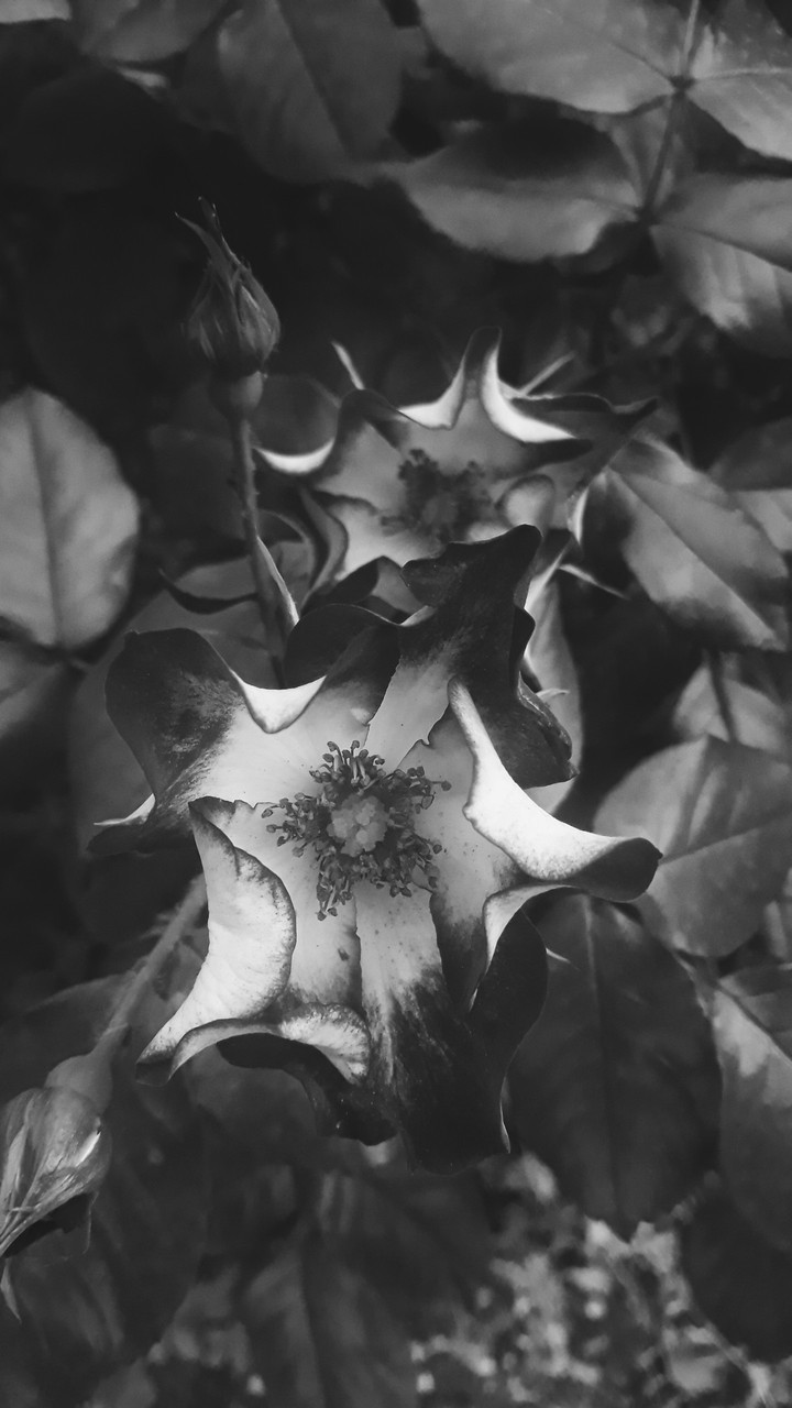 black and white