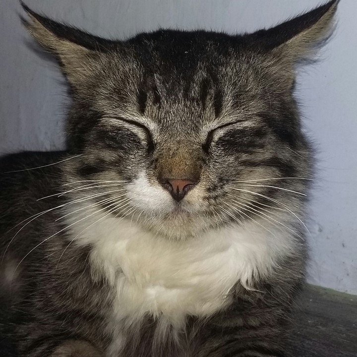 the big cat