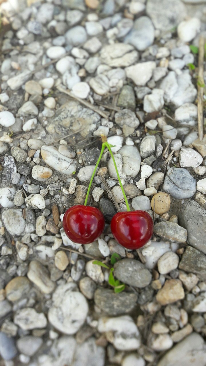 Kirschen