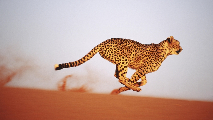 гепард