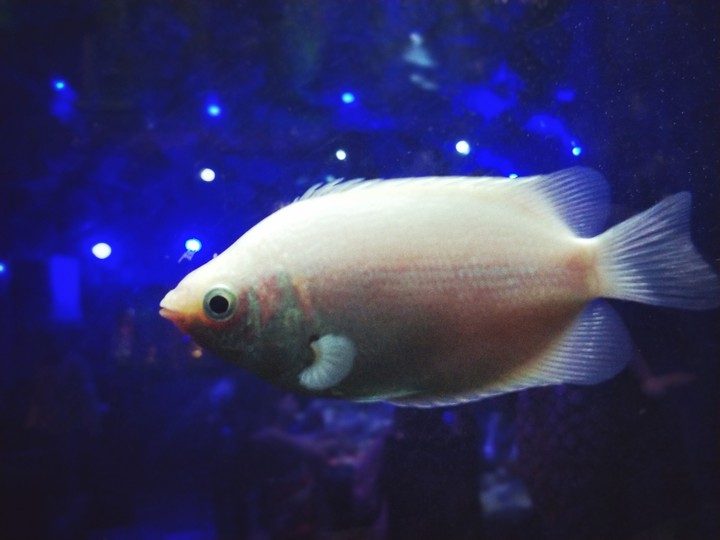 #fish#aquarium#blowingeyes#hungry#loveit#❤️❤️