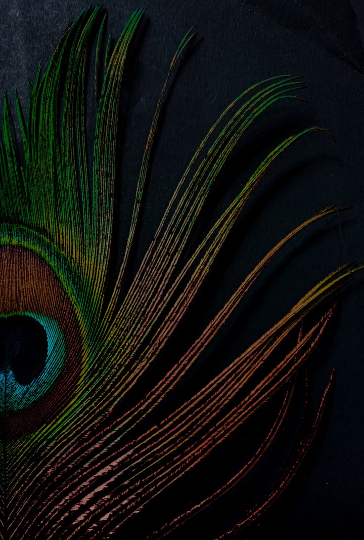 feather