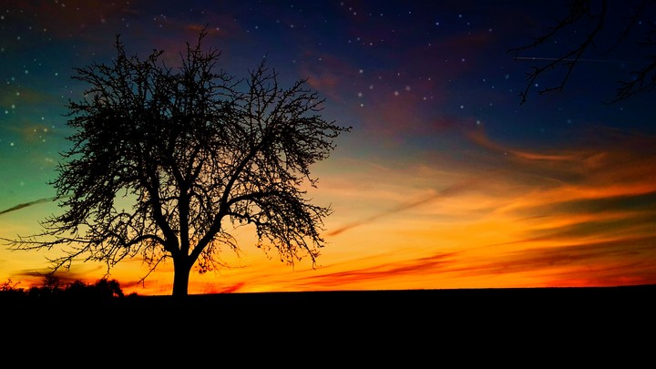 lonely tree during sunset
