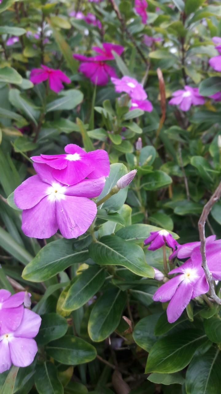 Flowers