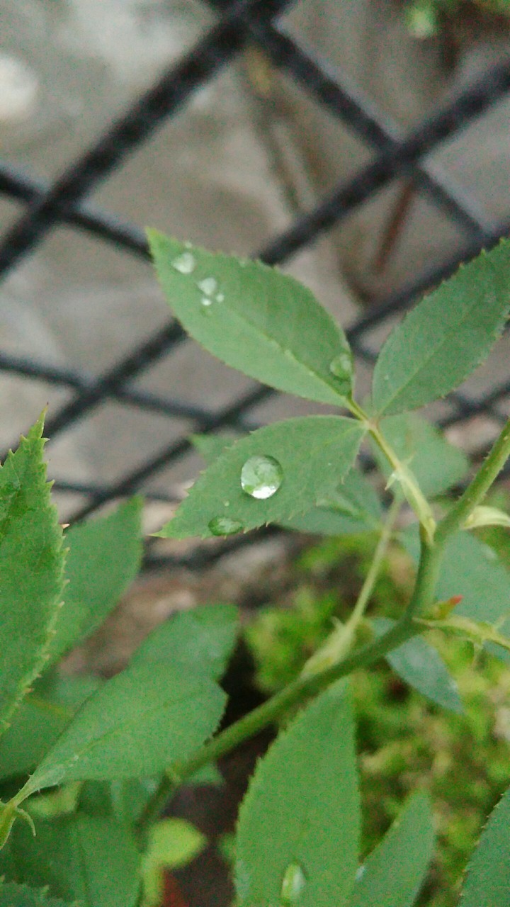 drop____of_water_