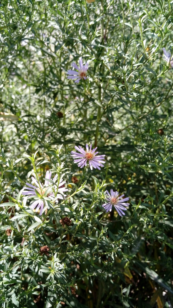 flowers under the sun
