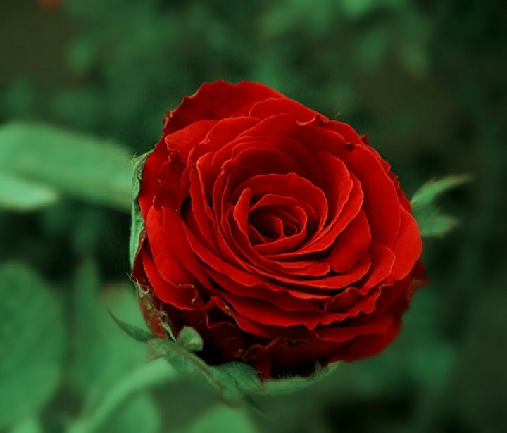 Rose.... madly mistic.