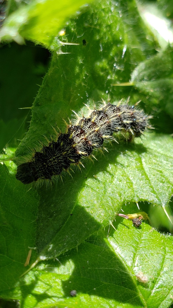 Caterpillar