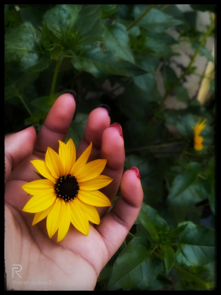 sunflower ????