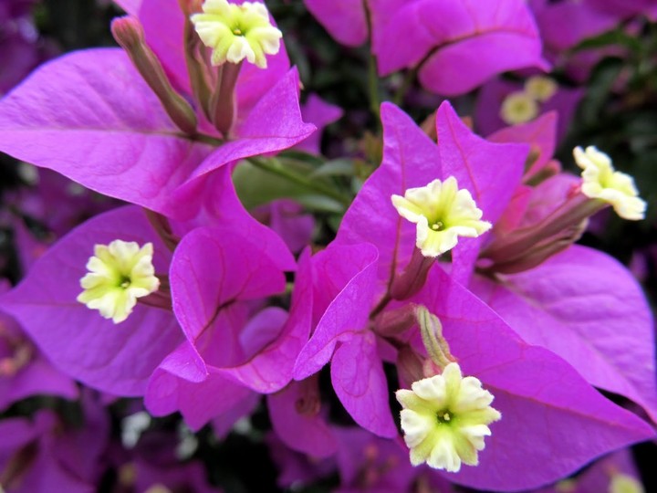 begonvil#flower
