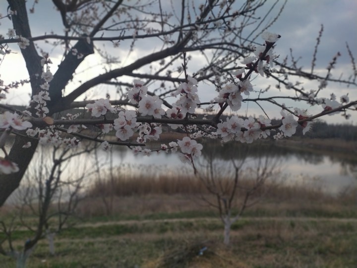 spring is coming