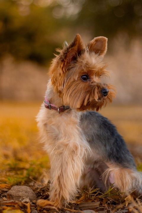 fondos de pantalla fur, dog