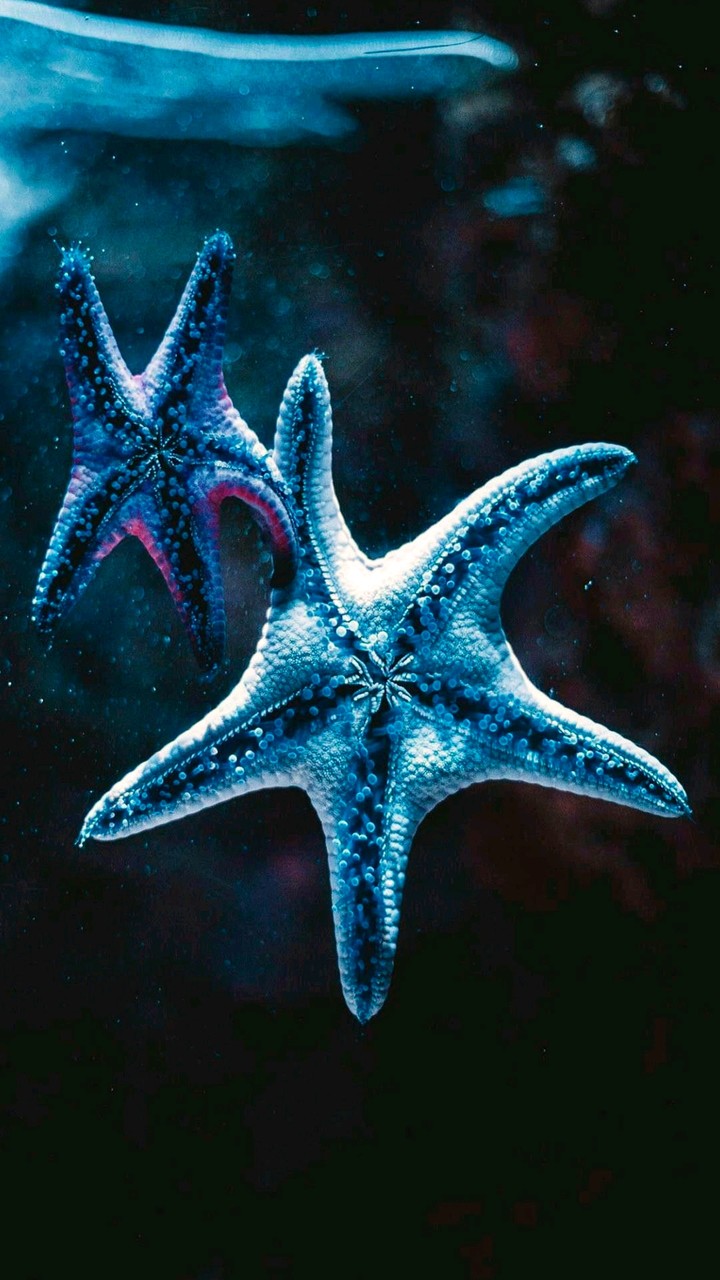 Blauer Seestern