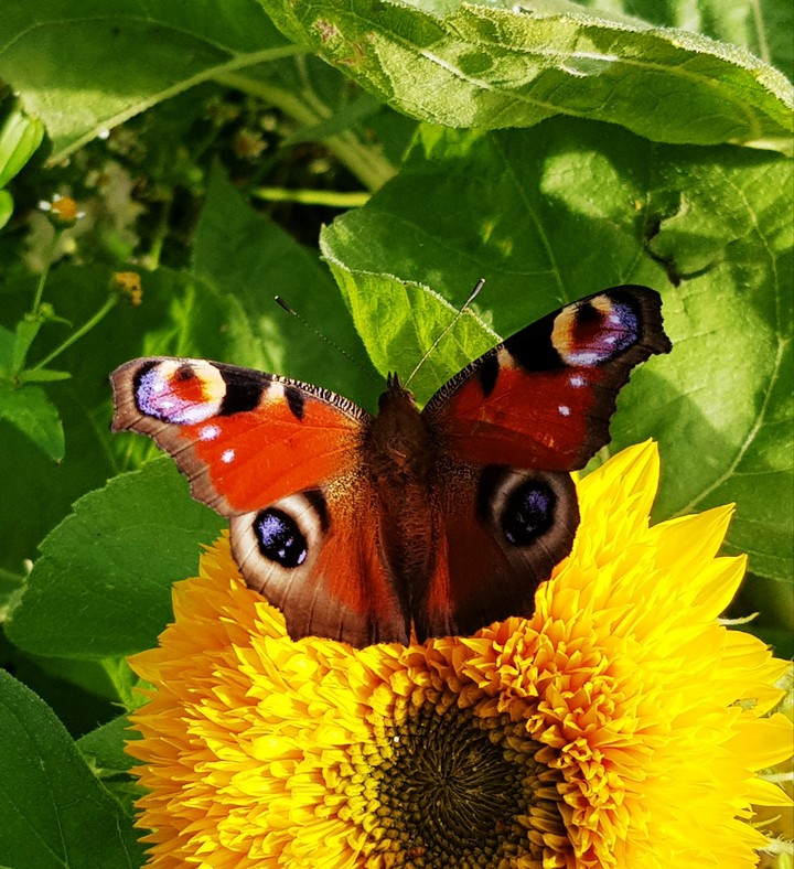 motyl na kwiatku