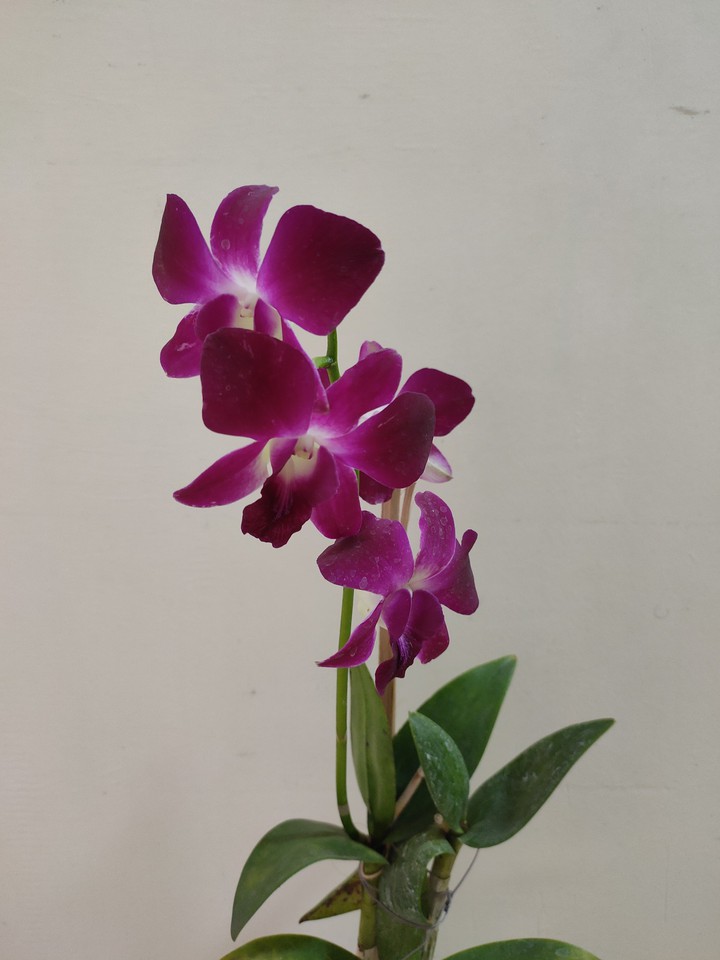 Orchids