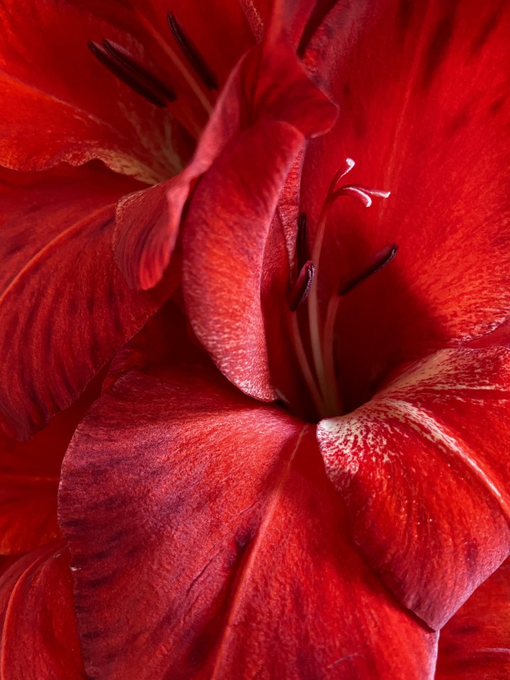Hearted flower