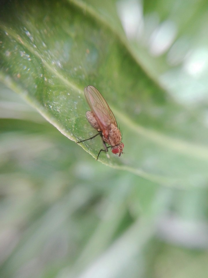 bug on leaf