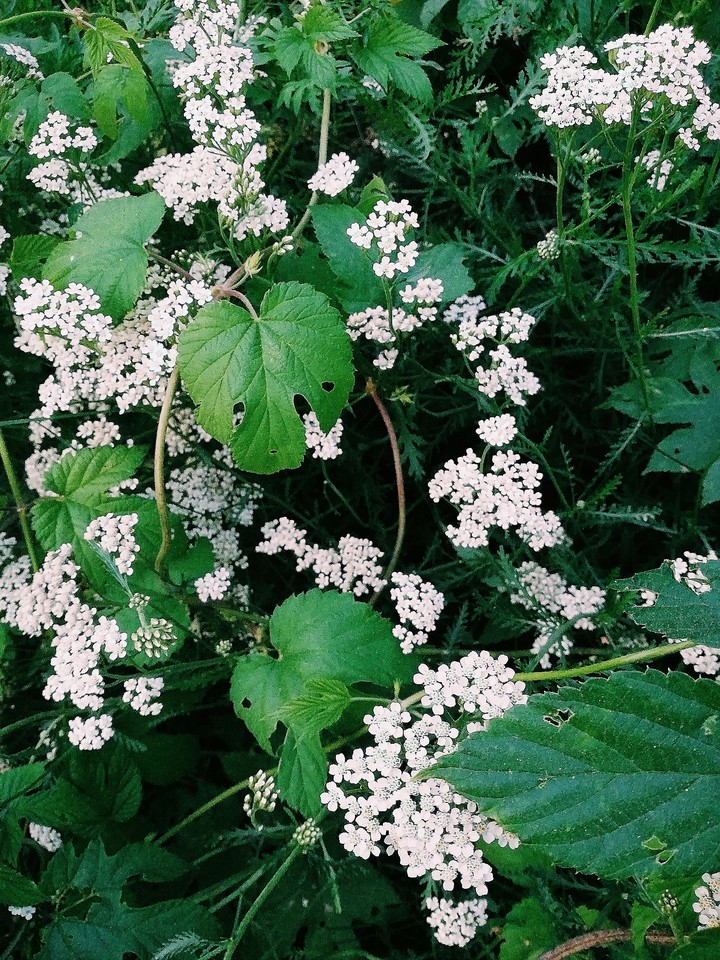 nature
