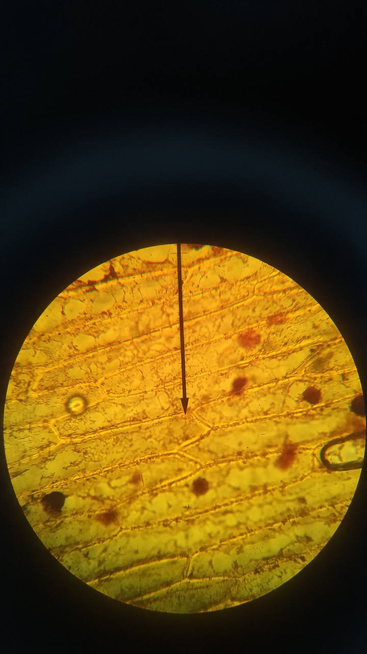 Plant Cells