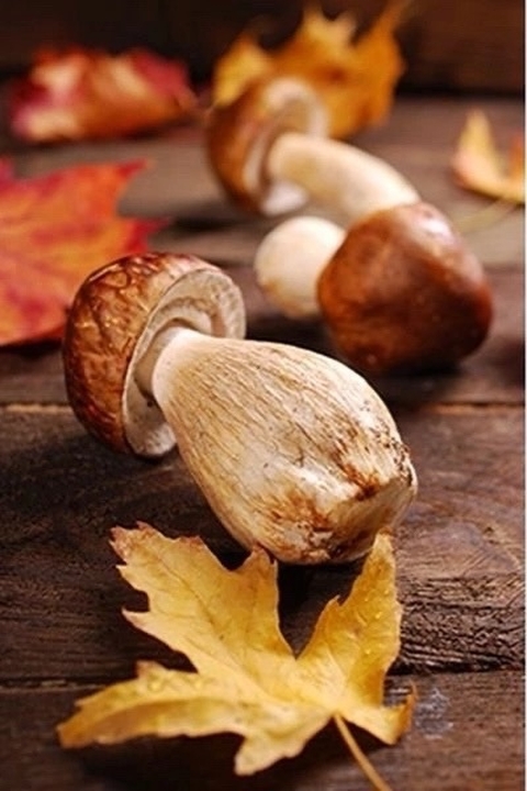 Ingredient, Fungus