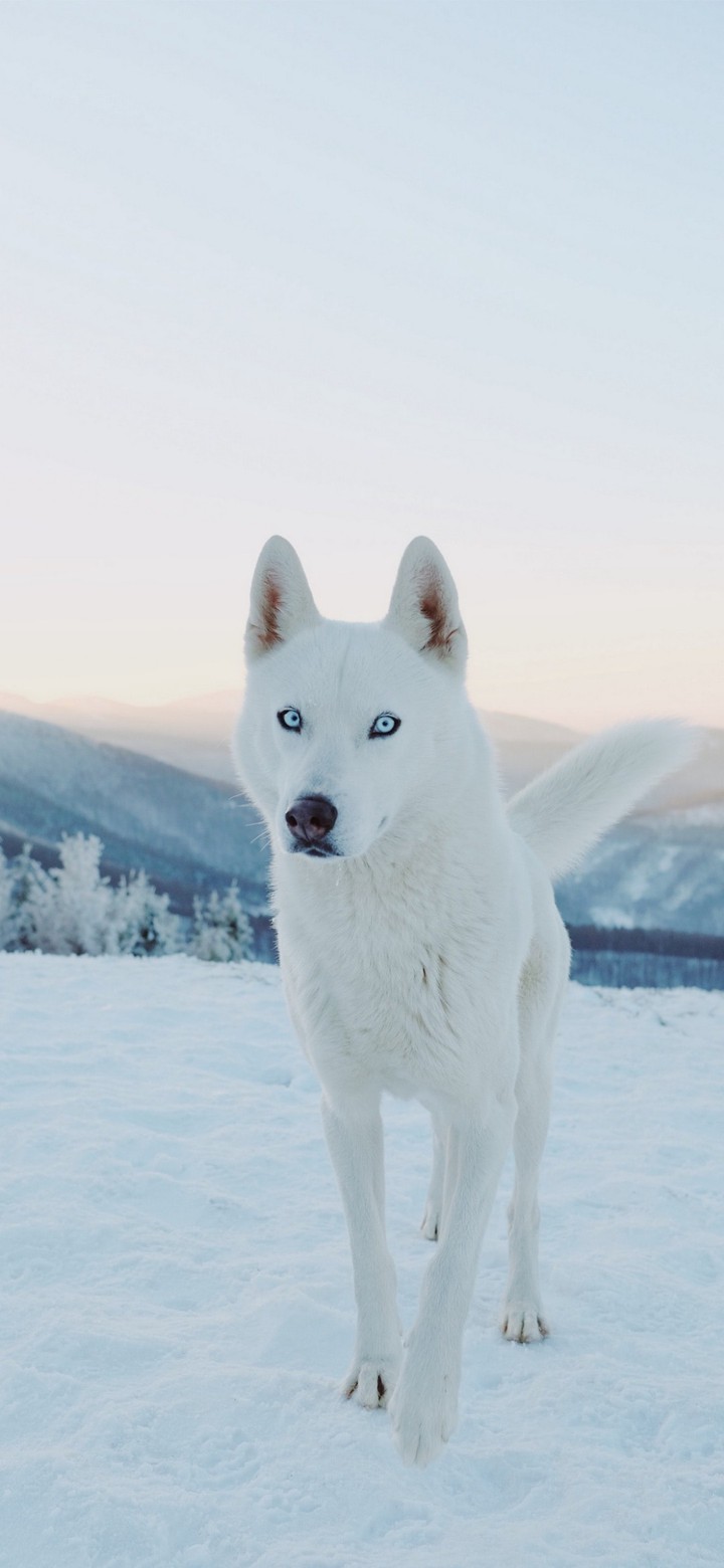 dog