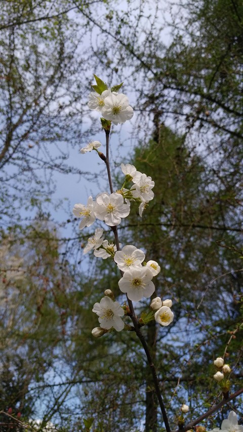 tree