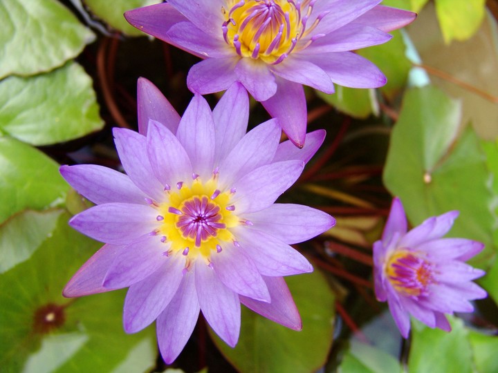 Flower