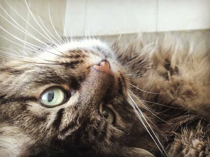 hi